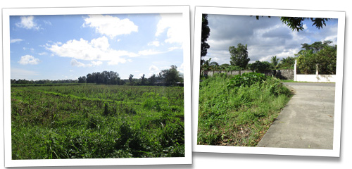 Mango Orchard