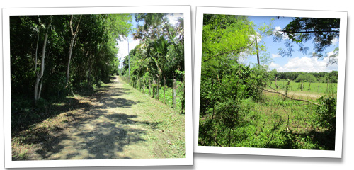 Mango Orchard