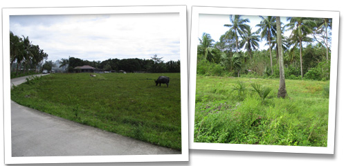 Mango Orchard