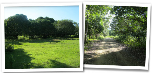 Mango Orchard